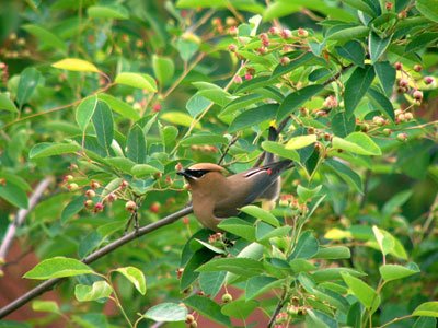 A cedar waxwing perched among green leaves and red berries