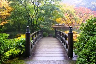 Wooden footbridge in a Japanese-style garden surrounded by autumn maples