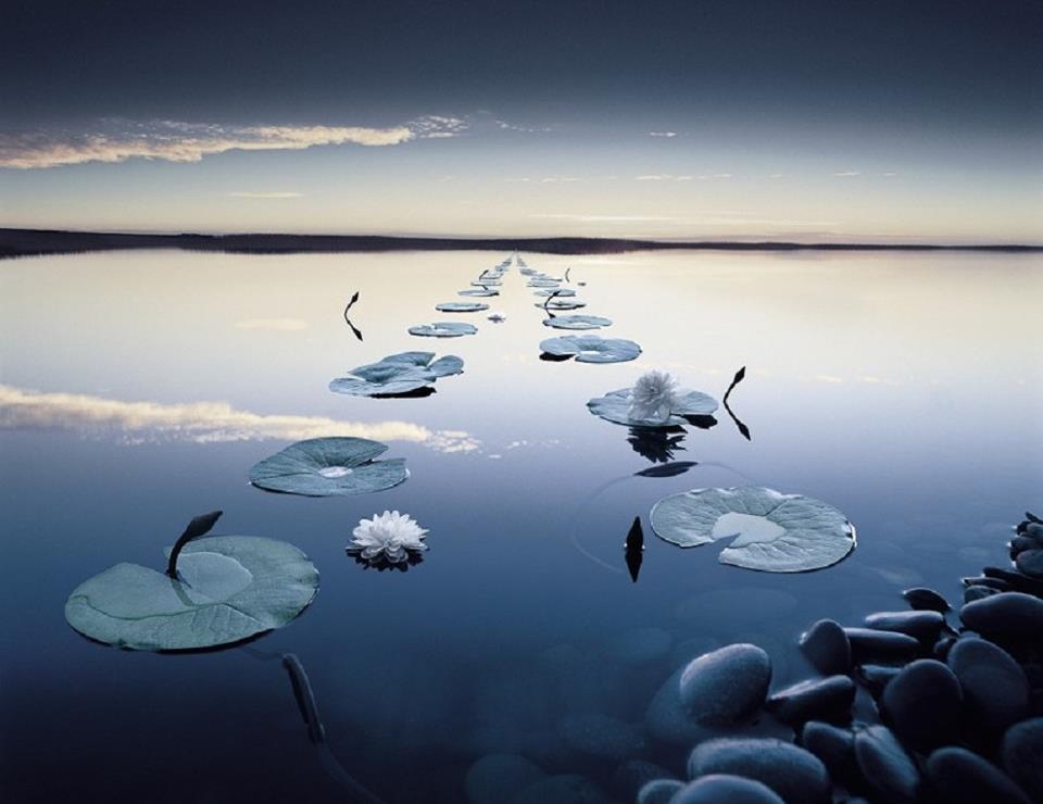 Water lilies stretching in a line across a perfectly still lake at dusk, with smooth stones in the foreground