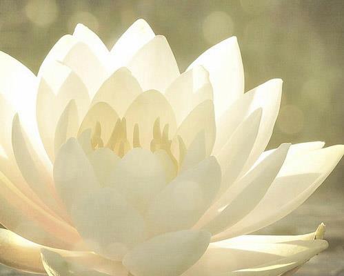 Close-up of a pale white lotus flower in soft light